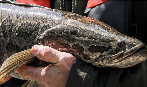 Snakehead Fish Found In Georgia Why It Is Dangerous